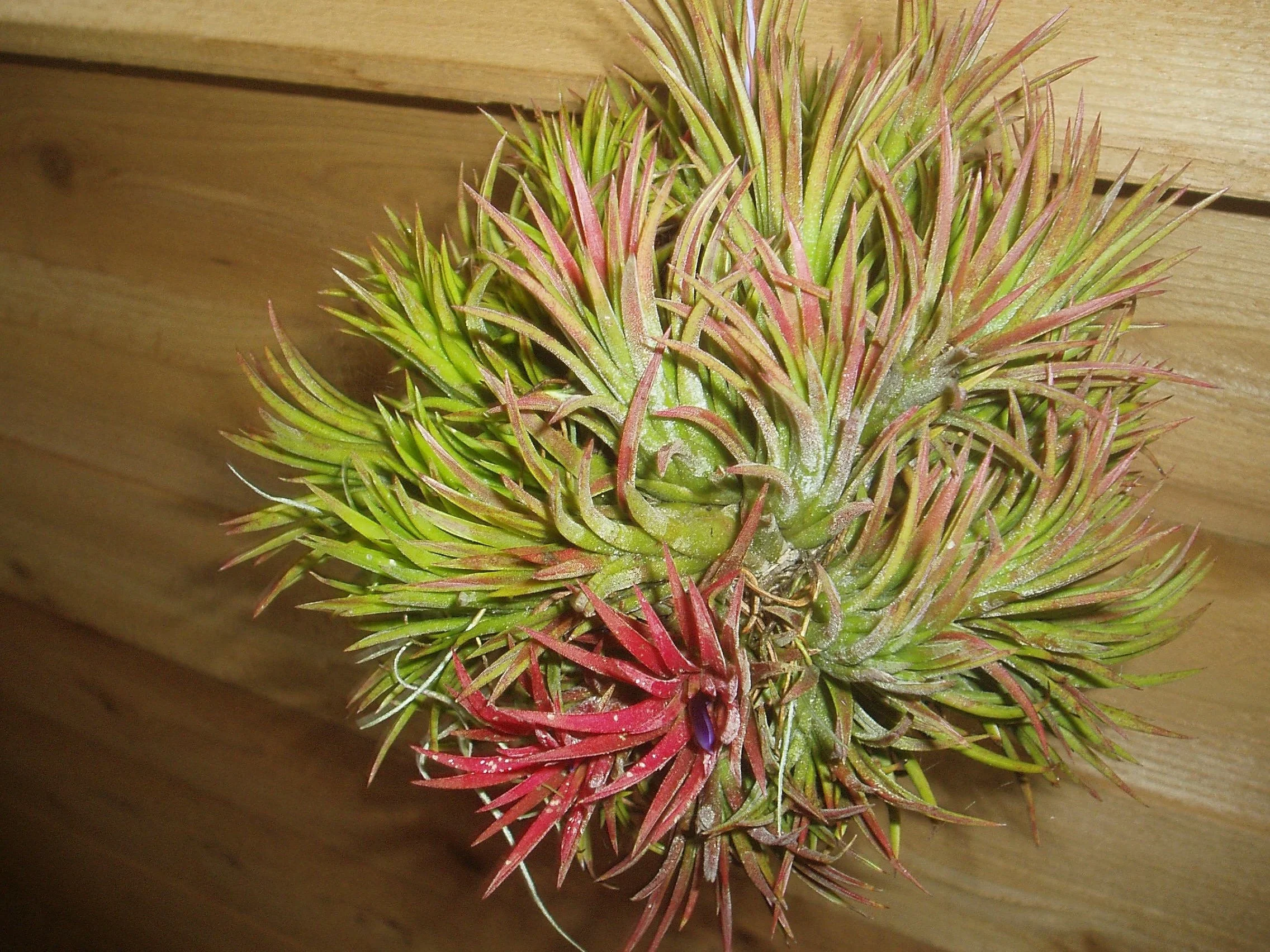 Tillandsia 'Timm's Royal Treasure' チランジア ティムズロイヤル